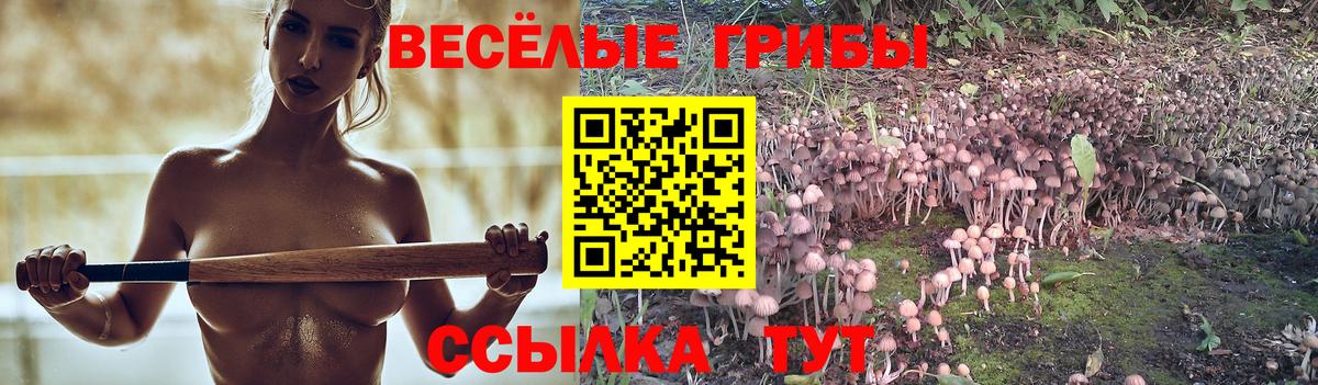 Елизово  Галлюциногенные грибы Psilocybine cubensis  Вход с VPN 